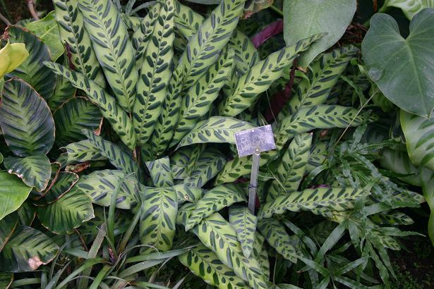 Calathea lancifolia 