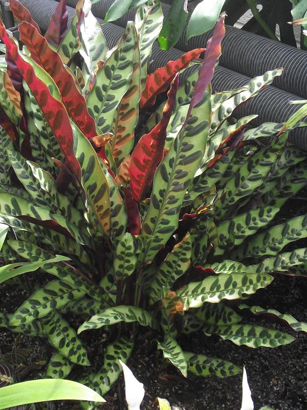 Calathea lancifolia 