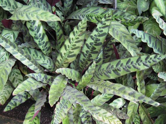 Calathea lancifolia 