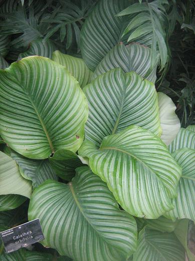 Calathea orbifolia 