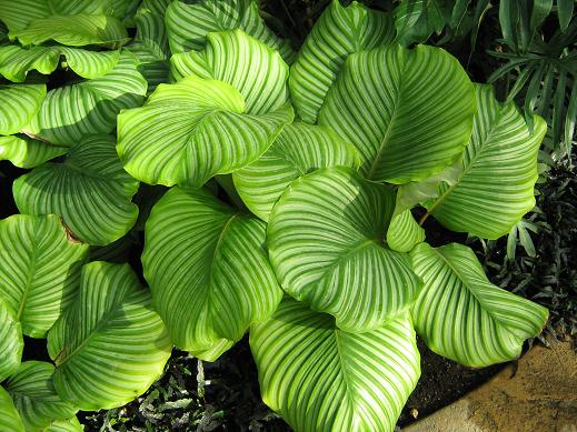 Calathea orbifolia 