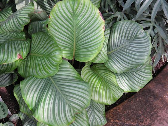 Calathea orbifolia 