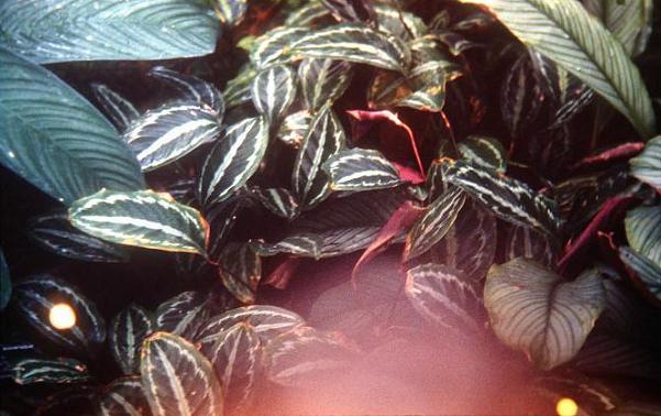 Calathea picturata 