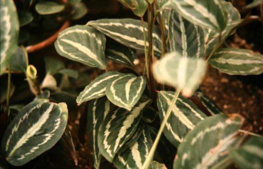 Calathea picturata 'Van den Heckii' 