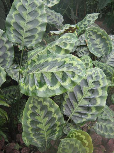 Calathea pseudoveitchiana 