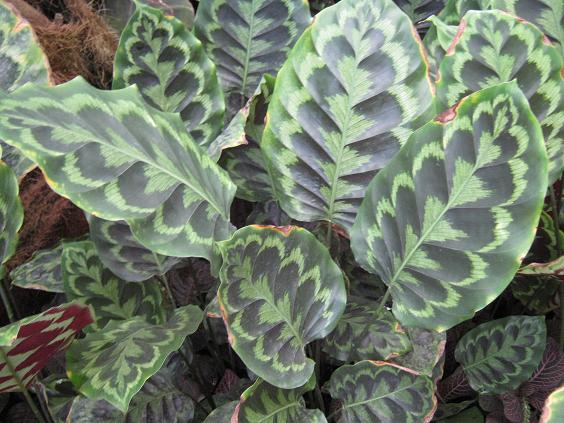 Calathea pseudoveitchiana 