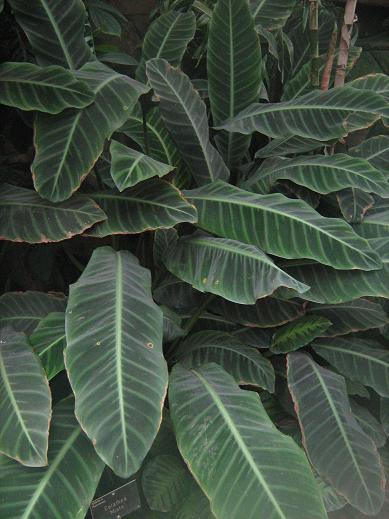 Calathea zebrina 