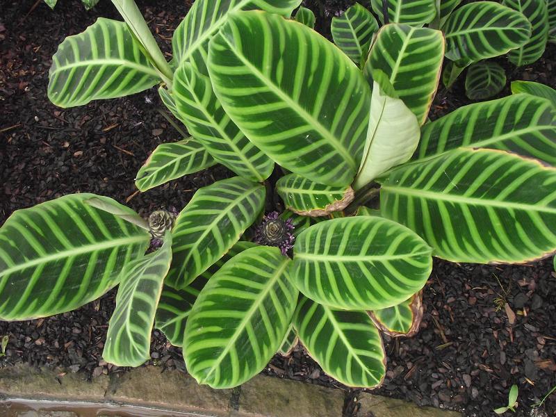 Calathea zebrina 