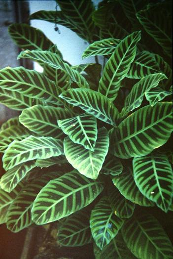 Calathea zebrina 