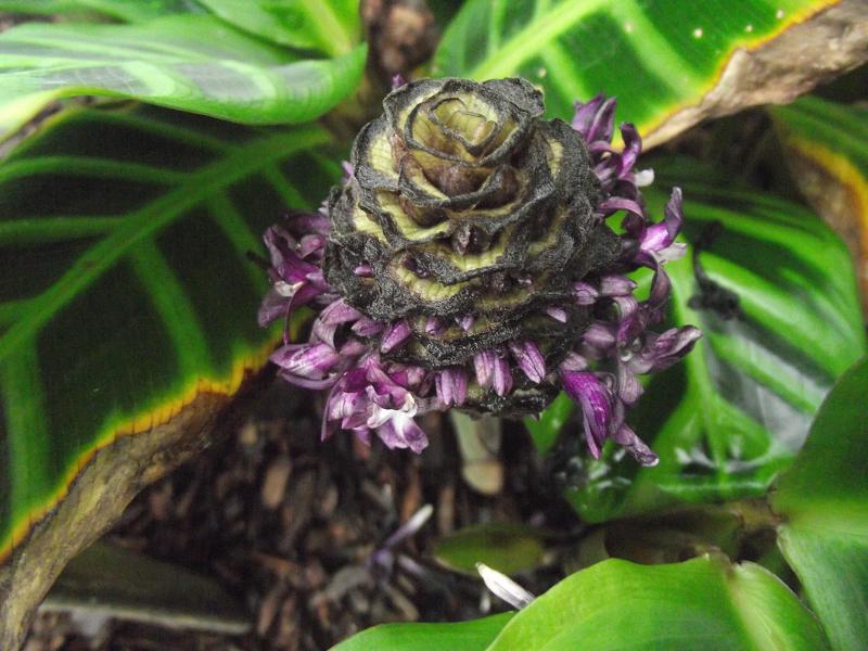 Calathea zebrina 