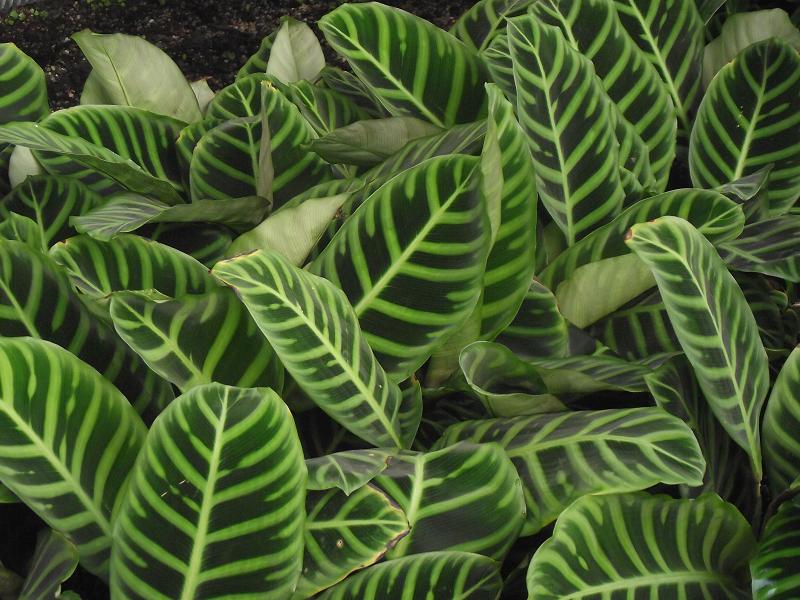 Calathea zebrina 