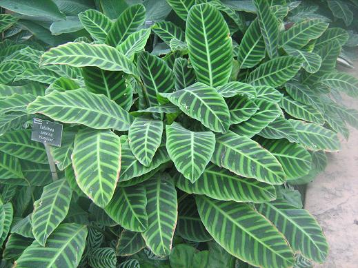 Calathea zebrina humilior 