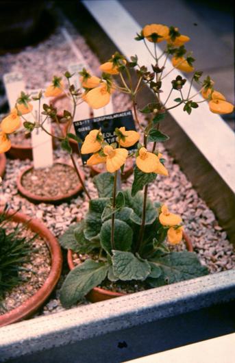 Calceolaria crenatifolia 