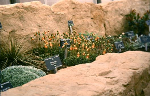 Calceolaria fothergillii 