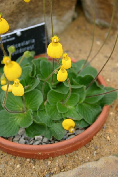 Calceolaria 'Goldcrest' 