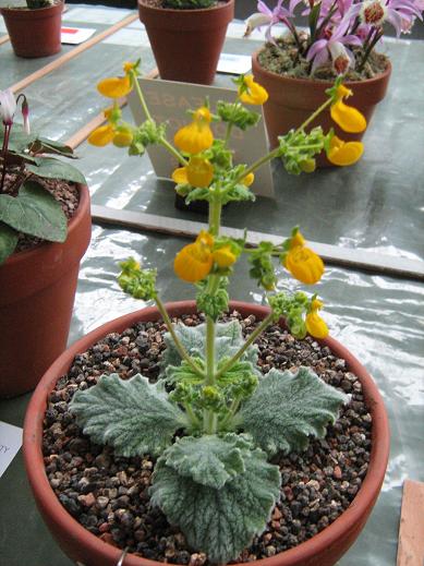 Calceolaria lanigera 