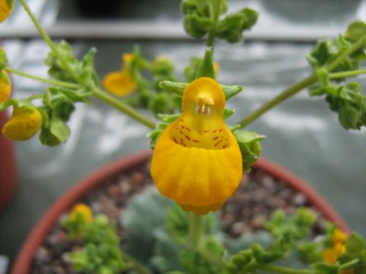 Calceolaria lanigera 