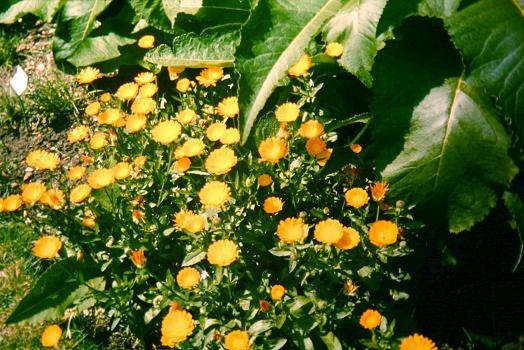 Calendula officinalis 