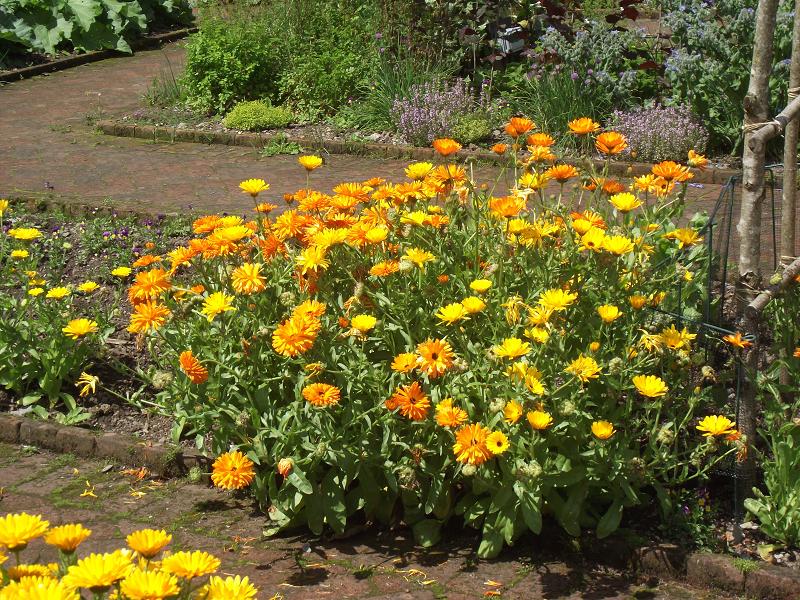 Calendula officinalis 