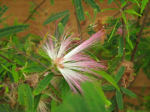 Calliandra selloi 