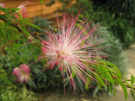 Calliandra selloi 