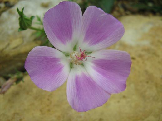 Callirhoe involucrata var tenuissima 