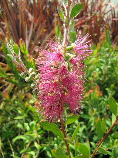 Callistemon citrinus 'Perth Pink' 