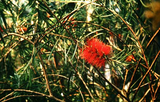 Callistemon macropunctatus 