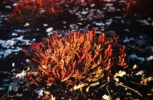 Calluna vulgaris 