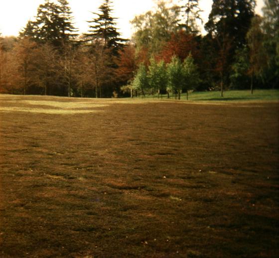 Calluna vulgaris 