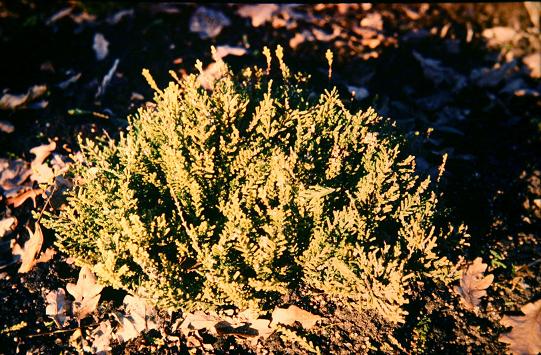 Calluna vulgaris 'Beoley Gold' 