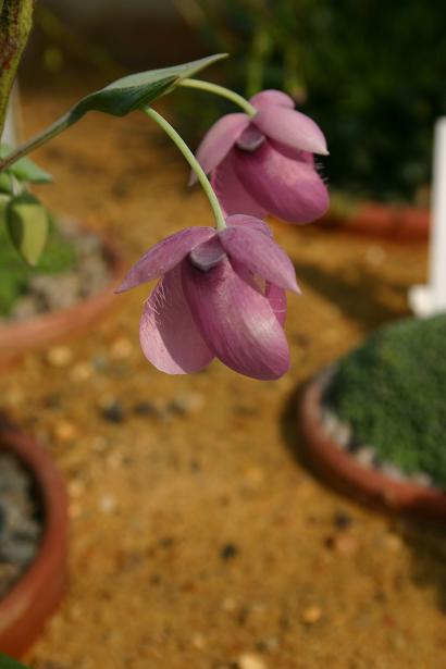 Calochortus amoenus 