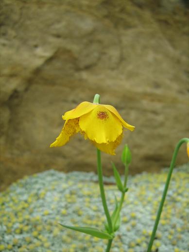 Calochortus barbatus 