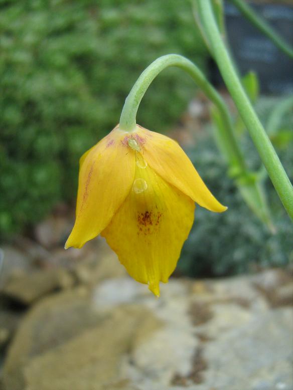 Calochortus barbatus 