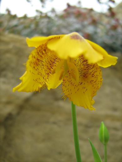 Calochortus barbatus 