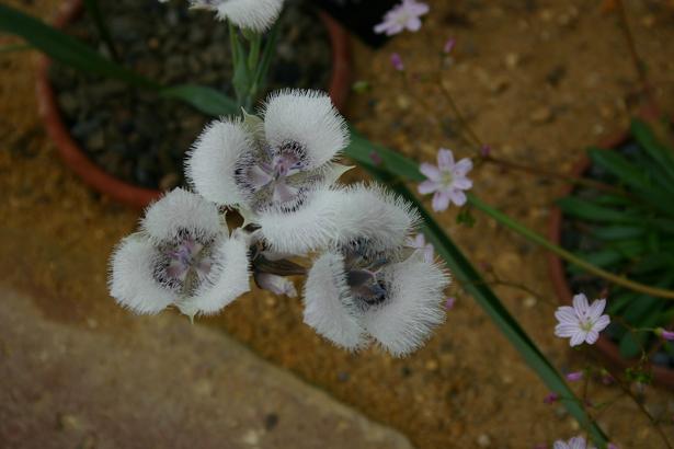 Calochortus caeruleus 