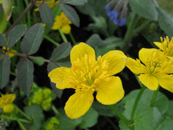 Caltha palustris 