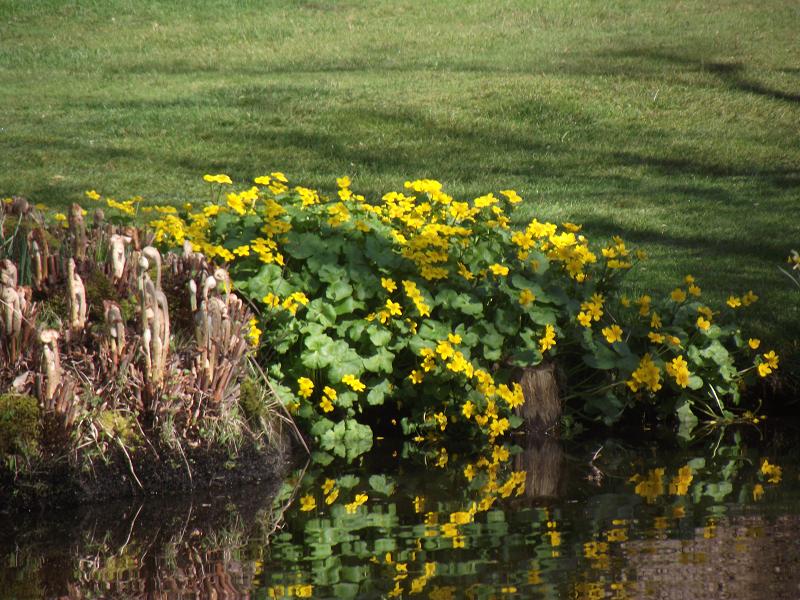 Caltha palustris 