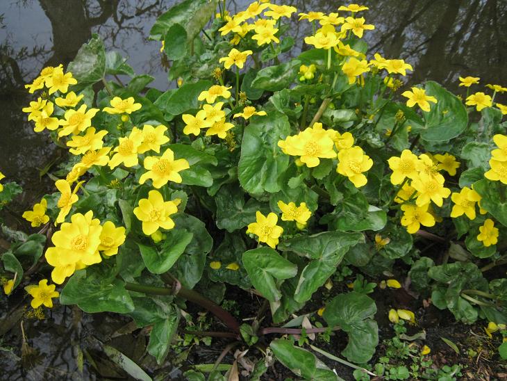 Caltha palustris 