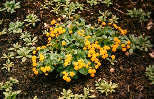 Caltha palustris 'Plena' 