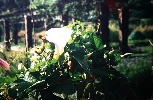 Calystegia pulchra 