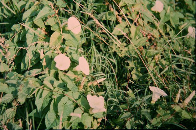 Calystegia sepium 