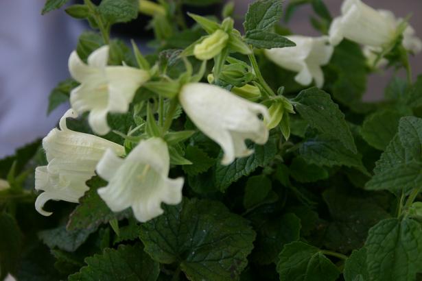 Campanula alliariifolia 