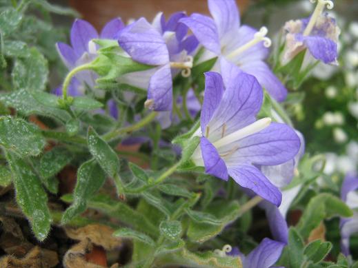 Campanula atlantis 