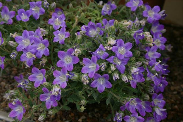 Campanula atlantis 