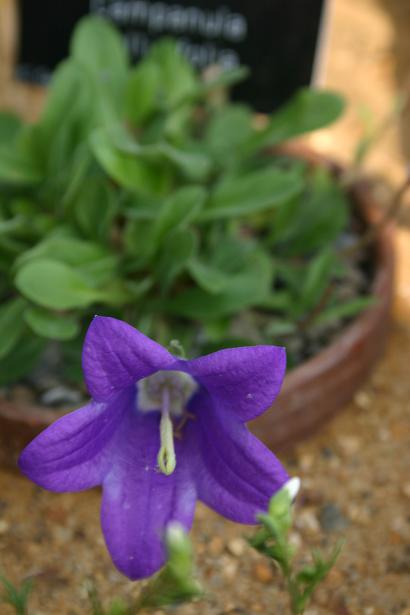 Campanula bellidifolia 