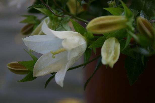 Campanula betulifolia 