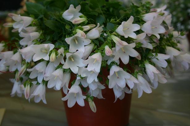 Campanula betulifolia 