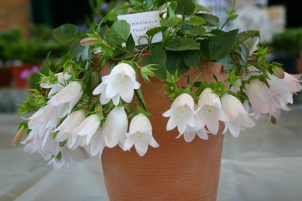 Campanula betulifolia 