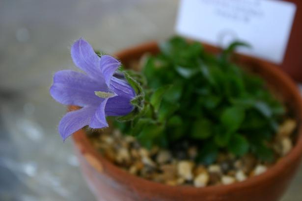 Campanula camissonis 'Major' 